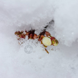 花朵般的樱桃李子上面布满了突然降雪的图片