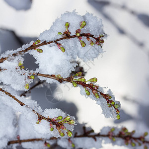 突然落雪覆盖的盛开的樱桃李树枝特写图片