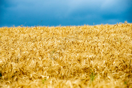 拉脱维亚乡村一望无际的小麦作物田秋天图片