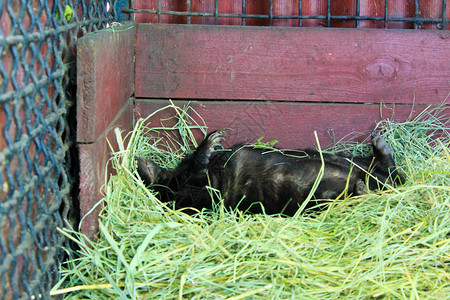臭鼬睡在笼子里的干草上图片