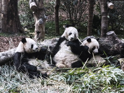 可以看到大熊猫的早餐是竹子成都大熊猫繁育研究基地是濒临灭绝图片