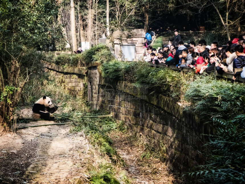 一群观光客在四川成都大型熊猫育种的成都研究基地观图片