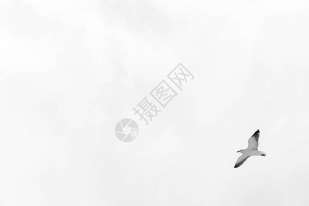 新西兰沿海信天翁海鸟的右图片