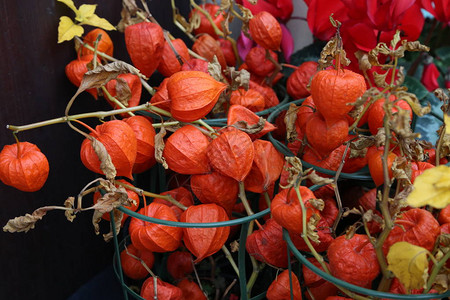 冬樱桃酸浆peruviana果实收获秋季花园中的酸浆花地背景图片