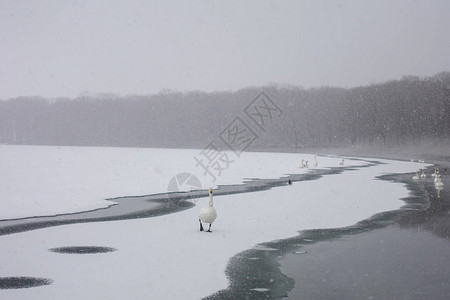 冬天的鹅北海道图片