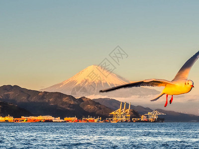 渡轮迷你游轮上的海鸥飞和富士山背景从日本静冈县滨名湖出发图片