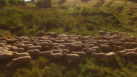 牧羊在草地上图片