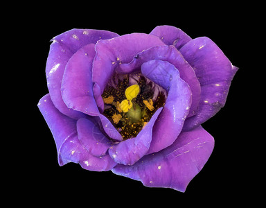黑色背景上一朵孤立的紫蓝色桔梗艳丽的草原龙胆德克萨斯蓝铃花的美图片