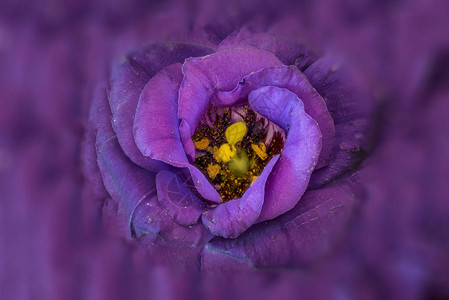 紫蓝色桔梗艳丽的草原龙胆得克萨斯蓝铃花的内心的美术静物色彩图片