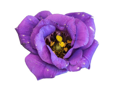 美术静物彩色宏的一个孤立的紫蓝色洋桔梗艳丽的草原龙胆德克萨斯蓝铃花图片