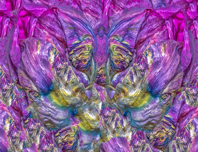 由鹦鹉郁金香花以明亮的流行艺术色彩创造的精美艺术花卉多彩图片