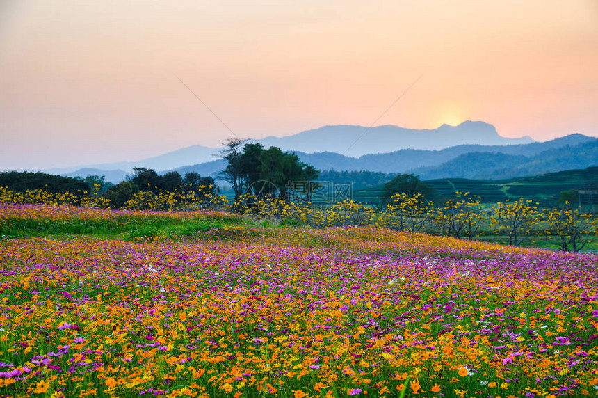 日落时在山上绽放的五颜六色的波斯菊花图片