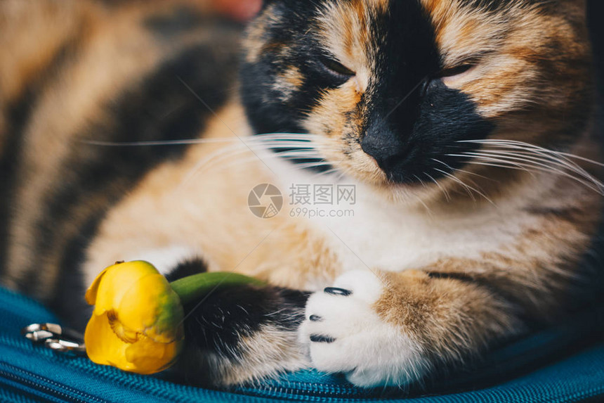 一束带绿叶的黄色睡莲花刚撕开一个袋子上的三色睡猫特写黄莲花消失的植物图片