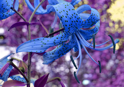 紫色背景的美丽蓝色花朵图片