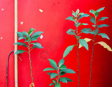 红墙上的绿色植物图片