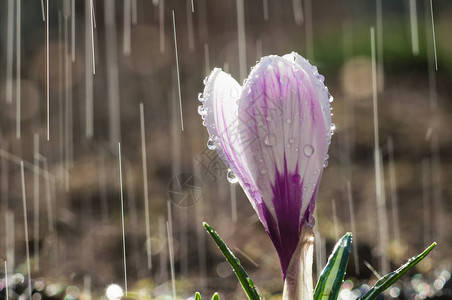 雨滴背景下的白紫色番红花背景图片