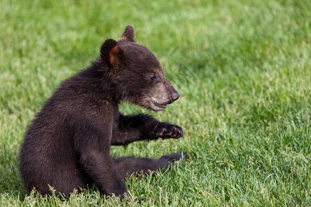 一只可爱的小黑熊小黑熊坐在绿春草地上图片