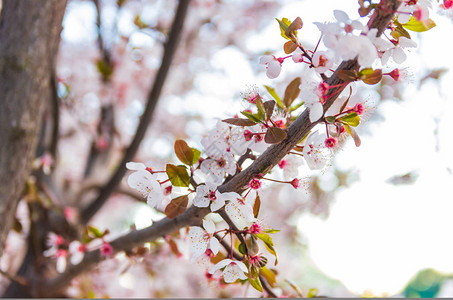 春日下盛开的花朵和梅枝近在咫尺图片
