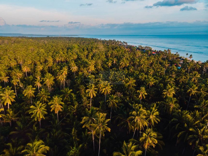 热带岛屿的椰子棕榈种植园以棕榈和海图片