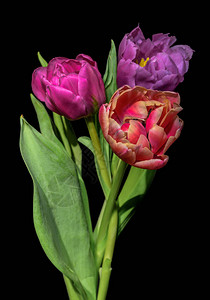 美术的花卉静物彩色花卉宏图片