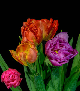 美术花卉静物彩色花卉宏图片