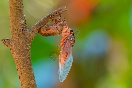 跳虫Cicada用多彩的模糊背景背景