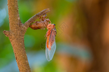 跳虫Cicada用多彩的模糊背景背景