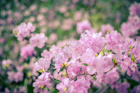 美丽的粉红色Rhododendendron图片