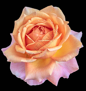 色彩鲜艳的美术静物花卉宏观花卉图像图片