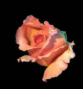 色彩鲜艳的美术静物花卉宏观花卉图像图片