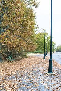 秋天的树木和落叶的公园场景图片