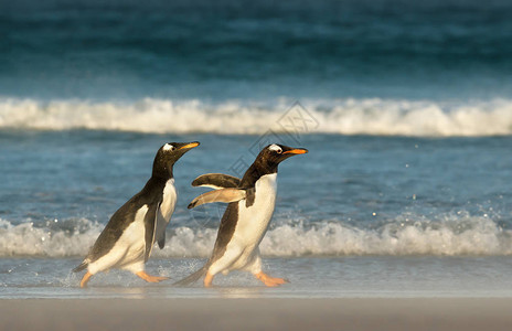 年轻的金图企鹅追逐着父母喂养图片