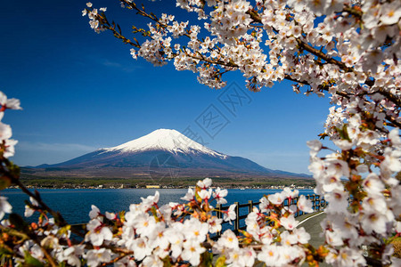 在日本山梨县山中湖的蓝天下背景图片