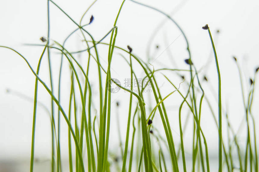 从种子发芽的植物幼芽图片