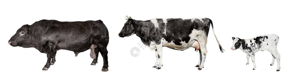 公牛母牛和小牛被白色隔离图片