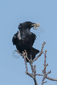 海嘴里有巢状物的乌鸦坐在一根树枝上图片