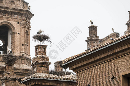 老地道建筑上的鸟巢和鸟图片