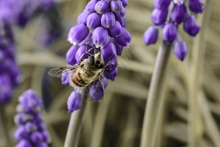 紫罗兰花的蜜蜂授粉图片