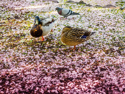 两只鸭子和一只鸽子在樱花瓣图片
