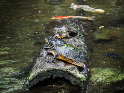 数个池塘海龟坐在原木上水里图片