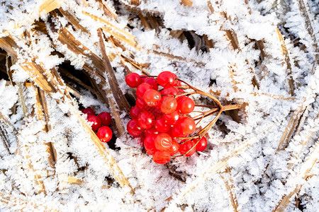 荚蒾和带霜的干草白霜上的红浆果图片
