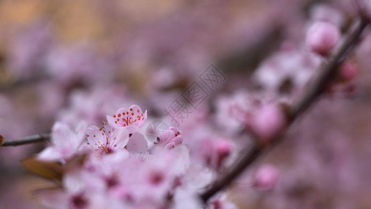 春天的粉花图片