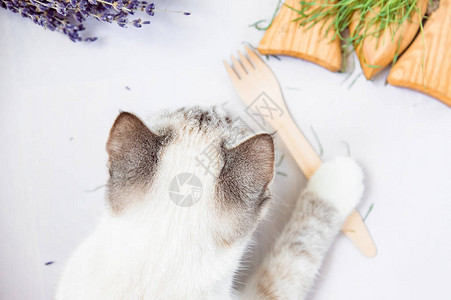 白猫有生态木叉健康食物背景图片