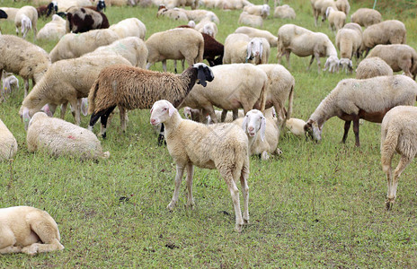 有许多白羊和羔羊在吃草背景图片