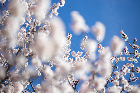 春天的花朵杏花的枝条映衬着蓝天白花春图片