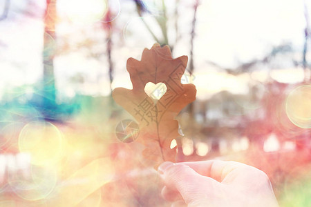 秋天装饰概念秋季爱在公园中行走的奥克黄图片