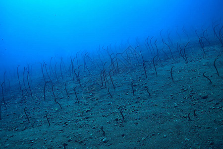 水下海鳗花园鳗鱼海蛇海洋中的野生动物图片