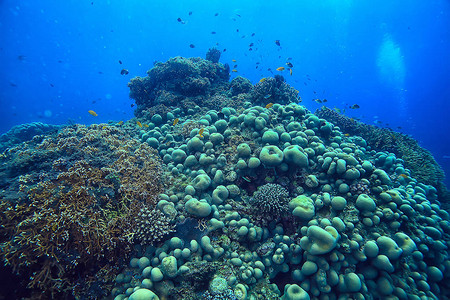 水下场景珊瑚礁世界海洋图片