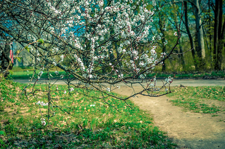 在白色绽放春天时间的杏树图片
