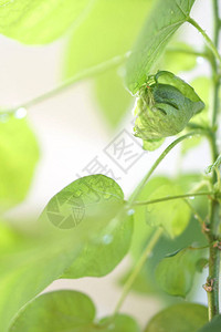 种植棉花植物绿色棉花植物留下背景图片